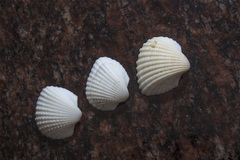 Anadara inaequivalvis