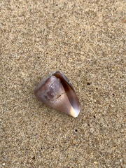 Conus papilliferus