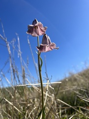 Fritillaria striata