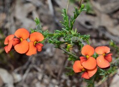 Dillwynia hispida