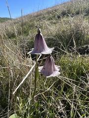Fritillaria striata