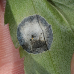 Botryosphaeria dothidea