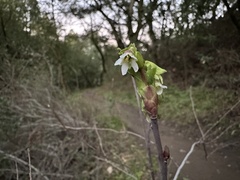 Oemleria cerasiformis