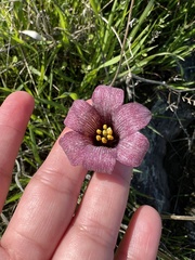 Fritillaria striata