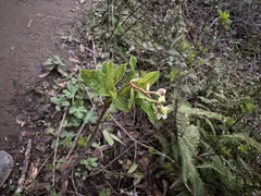 Oemleria cerasiformis