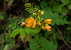 Senna sophera
