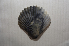 Aequipectinini