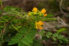 Senna sophera