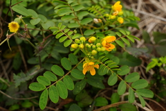 Senna sophera
