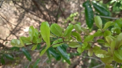 Flacourtia indica