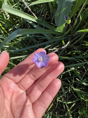 Dipterostemon capitatus