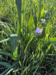 Dipterostemon capitatus