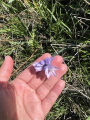 Dipterostemon capitatus