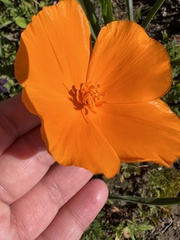 Eschscholzia californica