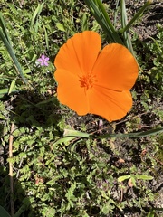 Eschscholzia californica