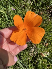 Eschscholzia californica