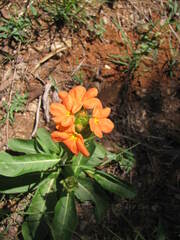 Crossandra