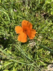 Eschscholzia californica
