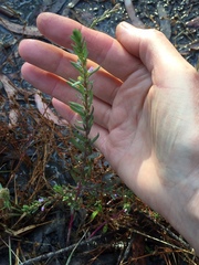 Lythrum hyssopifolia
