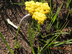 Helichrysum nudifolium