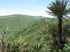 Encephalartos transvenosus