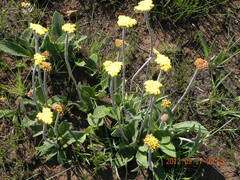 Helichrysum nudifolium