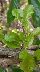 Flacourtia indica