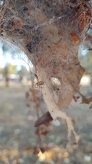 Phryganoporus candidus