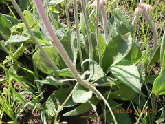 Helichrysum nudifolium