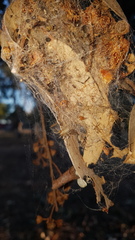 Phryganoporus candidus