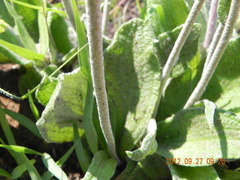 Helichrysum nudifolium