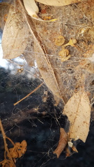 Phryganoporus candidus