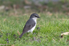 Eopsaltria georgiana