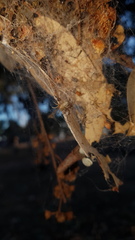 Phryganoporus candidus