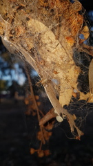 Phryganoporus candidus