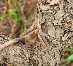 Theretra silhetensis