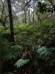 Blechnum corbassonii