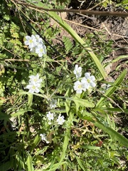 Pholistoma membranaceum