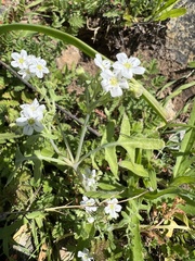 Pholistoma membranaceum