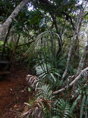 Blechnum corbassonii