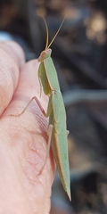 Orthodera