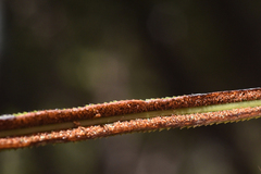 Blechnum corbassonii