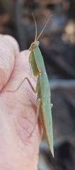 Orthodera