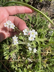 Pholistoma membranaceum