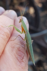 Orthodera