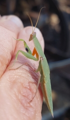 Orthodera