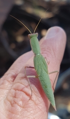 Orthodera