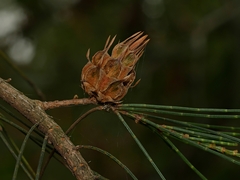 Cylindrococcus spiniferus