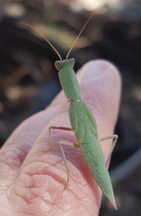 Orthodera