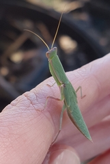 Orthodera